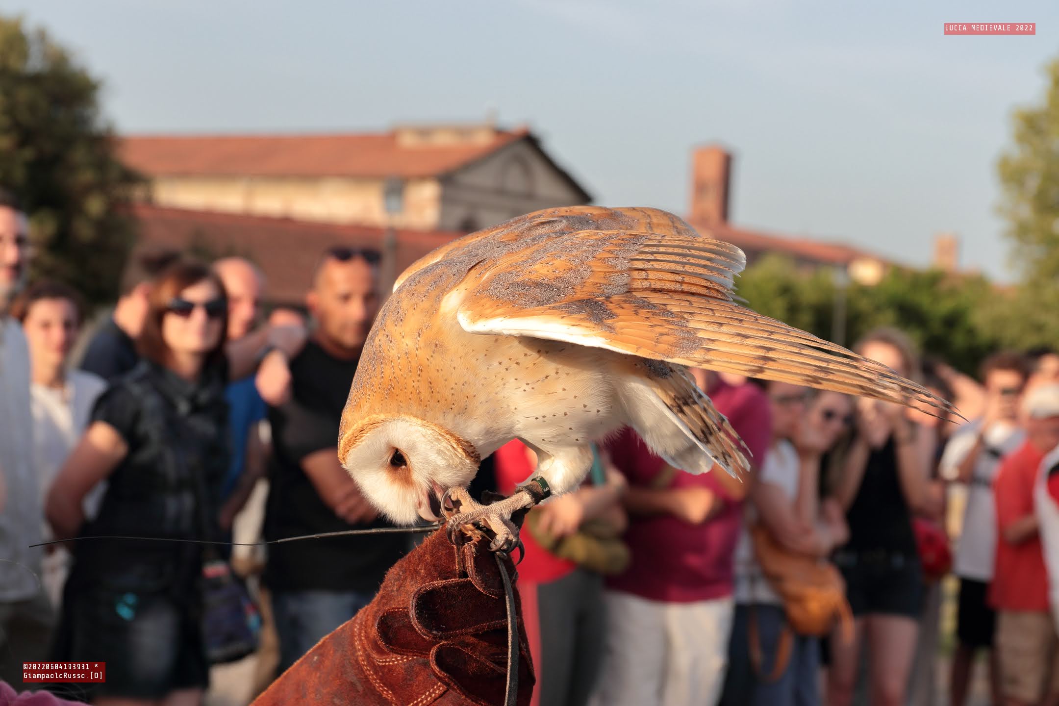 🦉 Come è andata la sesta edizione di Lucca Medievale